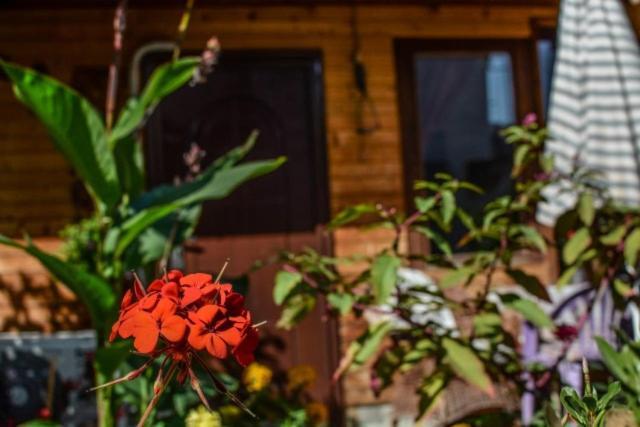 Backyard Apartment Ohrid Eksteriør billede